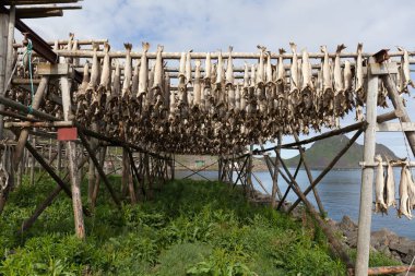 Kurutulmuş morina balığı dolu raflar, Lofoten, Norveç