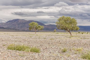 Moğolistan 'daki Altai Dağları' nın kayalık toprağından yeşil vaha filizleniyor.