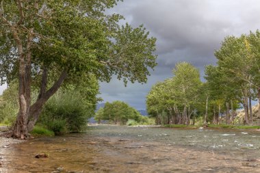 Altai dağlarının yeşil vahasında bir dağ nehri. Moğolistan