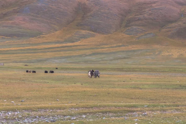在蒙古阿尔泰山地的草原上 Yaks在吃草 — 图库照片