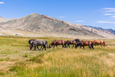 Dağlarda at sürüsü Moğol Altai çayırlarında
