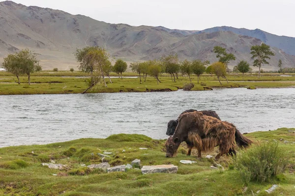 Yaks Pâturent Dans Steppe Près Rivière Altaï Mongol — Photo