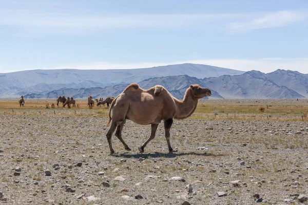 Velbloudi Pastviny Západní Mongolsko Stepi Horami Pozadí Altai Mongolsko — Stock fotografie