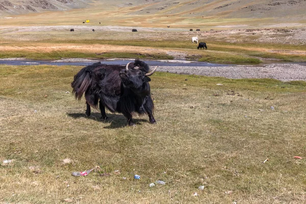 Jakí Pastviny Mongolska Vysoko Horách — Stock fotografie