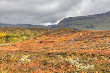 Vadi manzarası. Kuzey İsveç, Sonbaharda fırtınalı havada Sarek Ulusal Parkı. seçici odak
