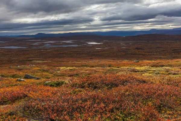 Parque Nacional Sarek Norte Suecia Otoño Enfoque Selectivo —  Fotos de Stock