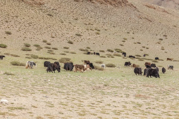 Яки Пасутся Монгольской Долине Возле Гор Алтай Монголия — стоковое фото