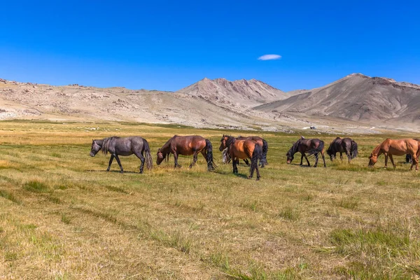 Táj Vadlovakkal Hegy Közelében Altai Mongólia — Stock Fotó