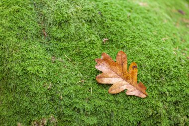 Yeşil yosun üzerinde sarı yapraklar, seçici odak,
