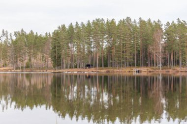 Sonbahar manzarası. İsveç. Göl, sakin su, su bulutlarındaki orman yansıması.