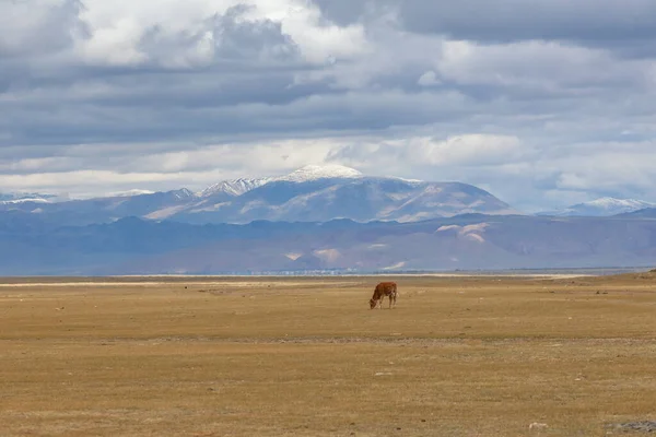 Een Eenzaam Bruin Kalf Graast Weilanden Van Het Altai Gebergte — Stockfoto