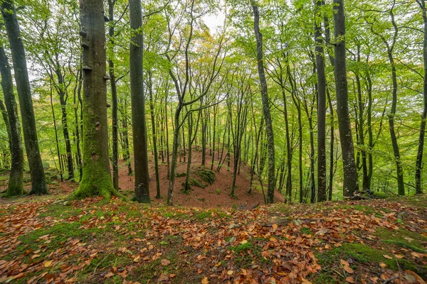 Floresta Mágica Outono Suécia Central Foco Seletivo — Fotografia de Stock