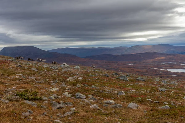Sarek Nemzeti Park Észak Svédországban Ősszel Szelektív Fókusz — Stock Fotó