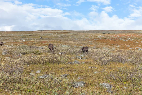 Sarek Nemzeti Park Lappföldi Kilátás Hegyről Svédország Szelektív Fókusz — Stock Fotó