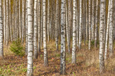 Huş ağacı ormanı. Birch Grove. Beyaz huş gövdeleri. Sonbahar güneşli ormanı. İsveç, seçici odaklanma