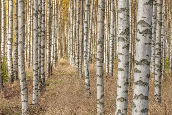 Birkenwald Birkenhain Weiße Birkenstämme Sonniger Herbstwald Schweden Selektiver Fokus — Stockfoto