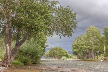 Altai dağlarının yeşil vahasında bir dağ nehri. Moğolistan