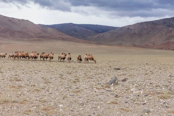 Legelő Tevék Mongólia Sztyeppén Bactrian Tevének Két Púp Van Hátán — Stock Fotó