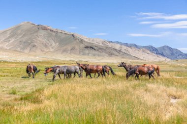 Dağlarda at sürüsü Moğol Altai çayırlarında