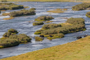 İnekler nehri geçiyor. Altai Dağı, Moğolistan
