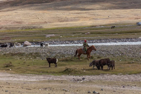 Alti Mongolia Czerwca 2019 Nomad Pasterz Mongolii Opiekuje Się Swoim — Zdjęcie stockowe