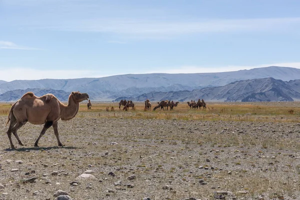 Velbloudí Tým Stepi Horami Pozadí Altai Mongolsko — Stock fotografie