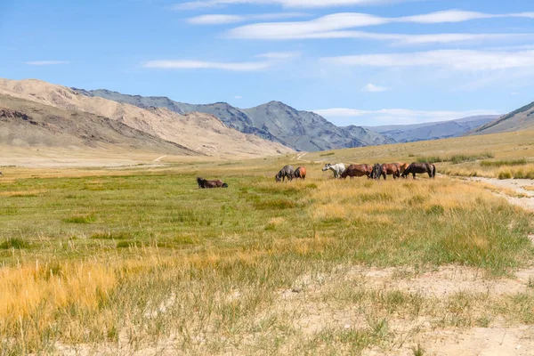 Lovak Csordája Hegyekben Mongol Altai Mezők — Stock Fotó