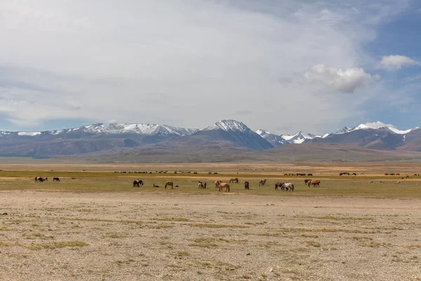 Stado Koni Górskich Łąkach Mongolskiego Altai Typowe Krajobrazy Mongolii Zbocza — Zdjęcie stockowe