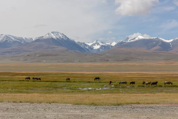 Rebanho Cavalos Prados Montanhas Altai Mongol — Fotografia de Stock