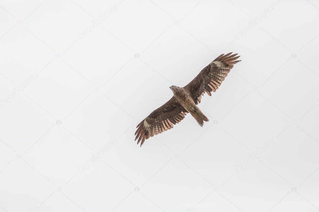 Falcon flies over the steppe of Altai Mountains, Mongolia