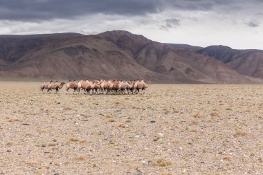 Batı Moğolistan bozkırında dağlarla birlikte develer otlar. Altai, Moğolistan