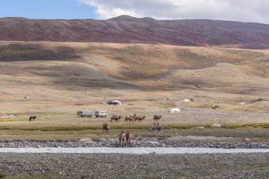 Altai, Moğolistan - 14 Haziran 2019: Çölde, arkasında dağlar olan deve ekibi. Altai, Moğolistan. İki deve bir dağ nehrinden su içer.