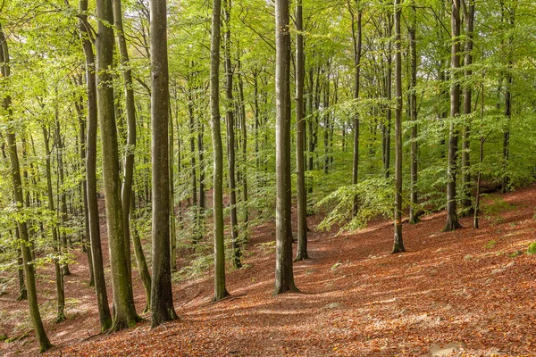 Scenic View Beech Wood Spring Selective Focus — Stock Photo, Image
