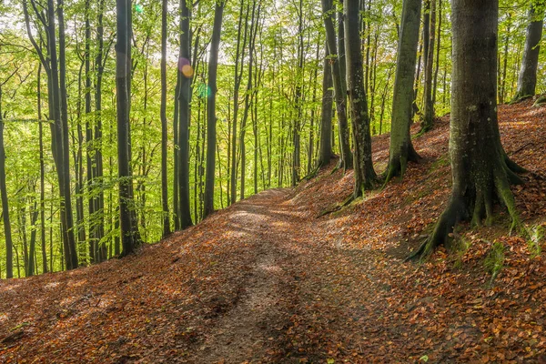 Forêt Automne Avec Des Feuilles Sur Route Foyer Sélectif — Photo