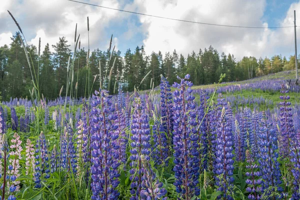 Çiçek Açan Lupin Çiçekleri Lupin Tarlası Çayırda Mor Pembe Lupin — Stok fotoğraf