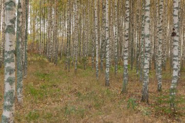 Huş ağacı ormanı. Birch Grove. Beyaz huş gövdeleri. Sonbahar güneşli ormanı. İsveç, seçici odaklanma