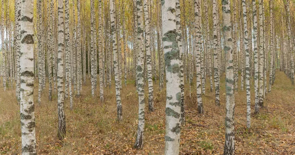 Panorama Floresta Bétula Birch Grove Calções Bétula Brancos Floresta Ensolarada — Fotografia de Stock