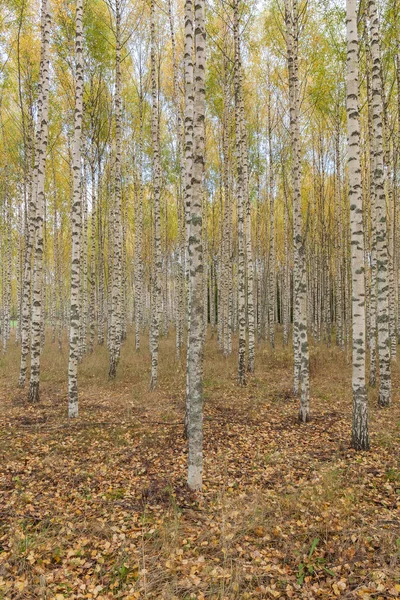 Birch Forest Birch Grove Bílé Břízy Podzimní Slunný Les Švédsko — Stock fotografie
