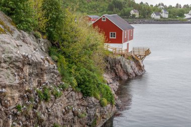 Lofoten adalarındaki kayalıklardaki martı sürüsü, seçici odaklanma