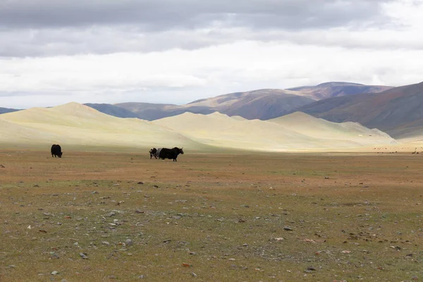 Rebanho Iaque Nas Estepes Mongólia Montanhosa Altai — Fotografia de Stock