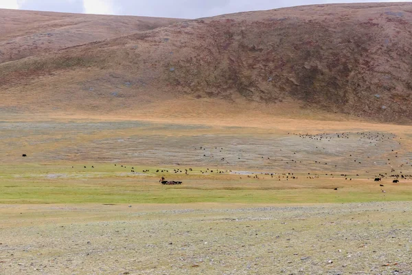 蒙古阿尔泰 游牧民族把牧群赶到山下的风景秀丽的山谷去放牧 典型的蒙古景观 蒙古阿尔泰 — 图库照片
