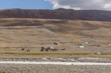 Altai, Moğolistan - 14 Haziran 2019: Çölde, arkasında dağlar olan deve ekibi. Altai, Moğolistan.