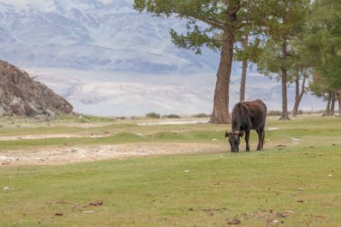 İnek eve gidiyor. Yol boyunca ot yer.
