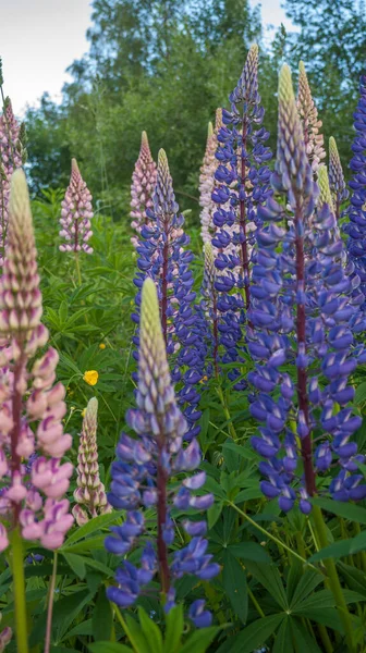 Çiçek Açan Lupin Çiçekleri Lupin Tarlası Çayırda Mor Pembe Lupin — Stok fotoğraf