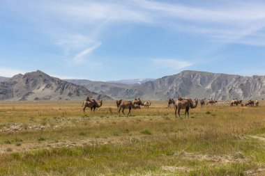 Bozkırda, arkasında dağlar olan bir deve ekibi. Altai, Moğolistan.