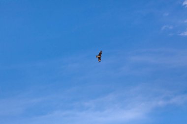 Şahin, Moğolistan 'daki Altai Dağları' nın bozkırında gökyüzünde uçuyor.