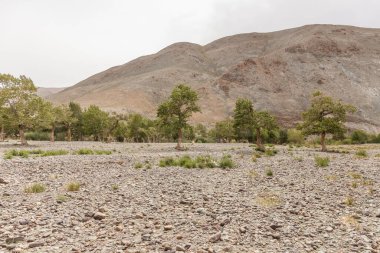 Moğolistan 'daki Altai Dağları' nın kayalık toprağından yeşil vaha filizleniyor.