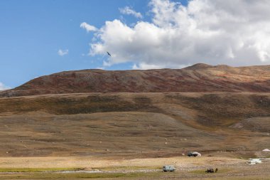 Şahin, Moğolistan 'daki Altai Dağları' nın bozkırında uçar.