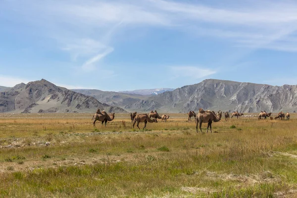 Teve Csapat Sztyeppén Hegyek Háttérben Altai Mongólia — Stock Fotó