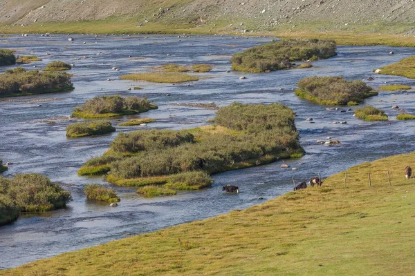 Vacas Atravessam Rio Paisagens Mongóis Nas Montanhas Altai Ampla Paisagem — Fotografia de Stock